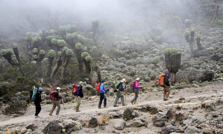 Mountain vegetation and trekkers in the Lemosho source
