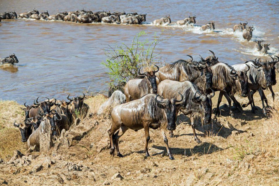 Wildebeest crossing a river in the ten-day itinerary PDF